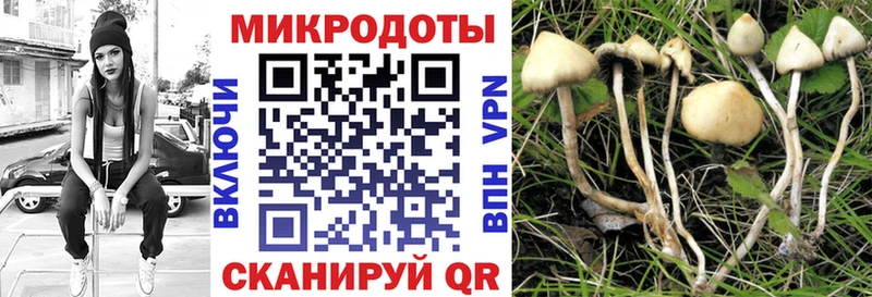 кракен зеркало  Козловка  Псилоцибиновые грибы Cubensis 